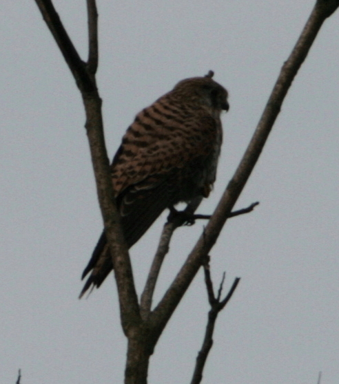 Falco a Villa Ada?